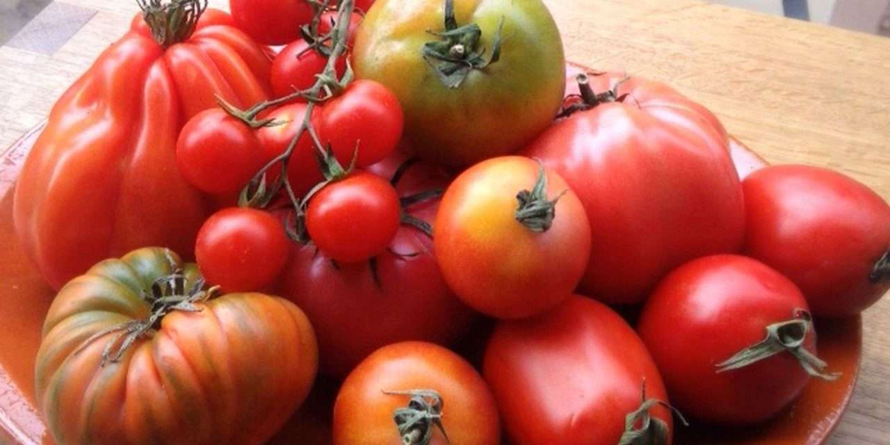 Las altas temperaturas condicionaron la campaña de tomate de industria el año pasado en Navarra
