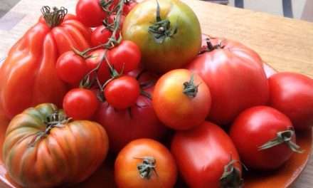 Las altas temperaturas condicionaron la campaña de tomate de industria el año pasado en Navarra