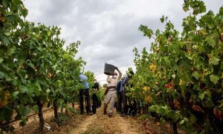 De temporero a agrónomo, empleos que cambiarán con la inteligencia artificial