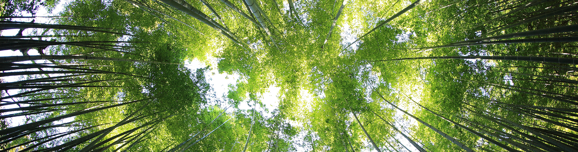 Bosque CPEN – Proyecto de absorción de CO2 en Navarra