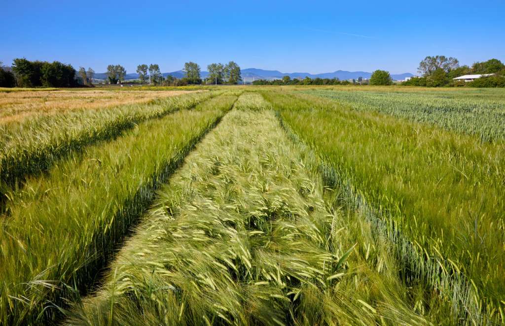 Red de ensayos a largo plazo para situar a Euskadi en la cúspide de la investigación agraria europea
