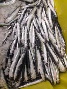Miércoles, 6 de marzo de 2024 6 Primera Anchoa Campana 2024 Ondarroa