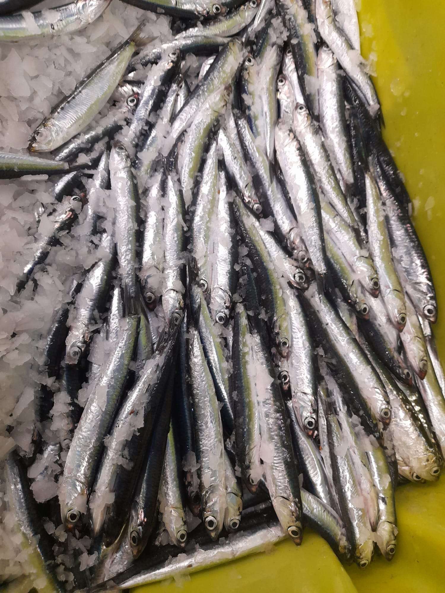 La primera anchoa del Cantábrico, protagonista en las pescaderías de BM Supermercados