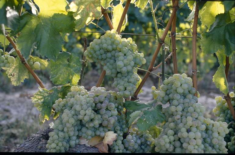 Un servicio de atención presencial facilitará la gestión de las solicitudes de ayuda para la cosecha en verde en Rioja Alavesa