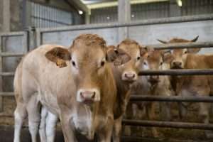 Agricultura Convoca Varias Ayudas Para La Prevencion De Enfermedades Conservacion De Recursos Geneticos Y Sustituciones En Explotaciones Ganaderas