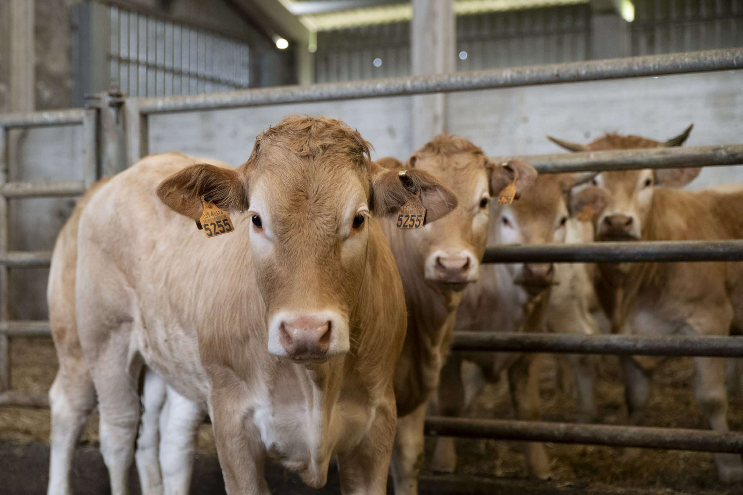 Agricultura convoca varias ayudas para la prevención de enfermedades, conservación de recursos genéticos y sustituciones en explotaciones ganaderas