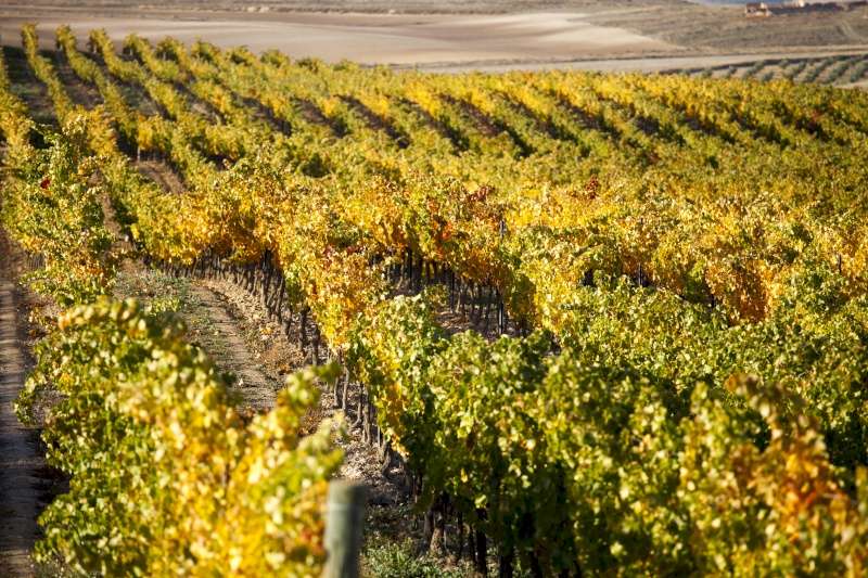 Bodegas Lezaun, Bagordi, Quaderna Via, Ochoa y Biurko Gorri premiadas en los Ecovinos 2024