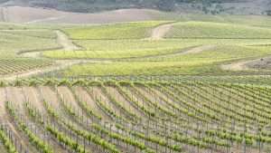Viñedos, Bodega Pagos De Araiz