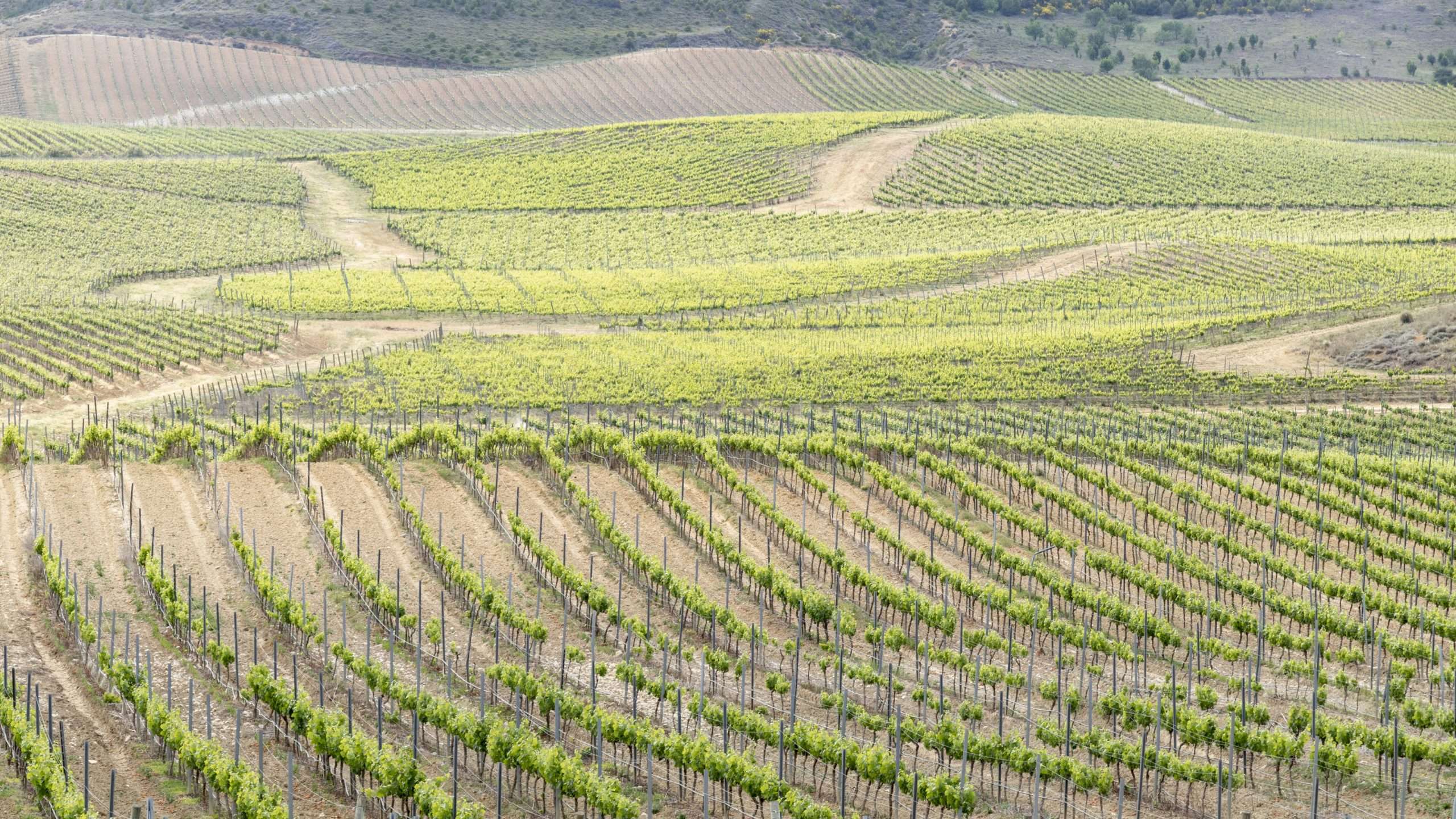 El Gobierno de Navarra inyecta 10 millones de euros al sector vitivinícola navarro ante la coyuntura de crisis que atraviesa
