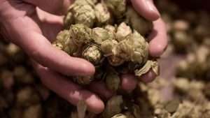 Ambar Impulsa El Cultivo De Lupulo En Aragon