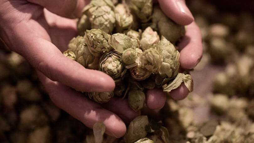 AMBAR impulsa el cultivo de lúpulo en Aragón