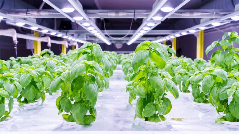 Cultivos verticales para optimizar la producción sostenible de alimentos