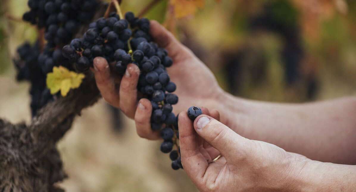 El Consejo Regulador de la DOCa Rioja califica como muy buena la cosecha de 2023