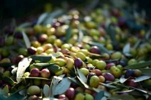 El Ministerio De Agricultura Pesca Y Alimentacion Apuesta Por La Formacion Para Dar A Conocer Los Productos Y Los Valores De La Dieta Mediterranea