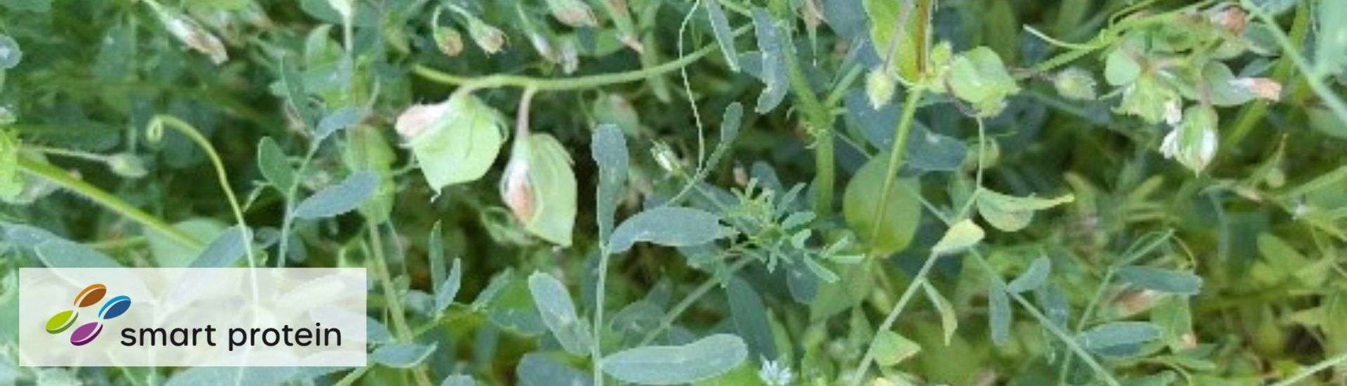 El proyecto Smart Protein publica una serie de folletos sobre cuatro cultivos que pueden apoyar el mercado de productos vegetales