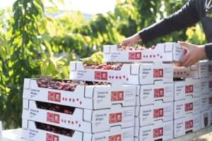 Martes, 11 de junio de 2024 2 La Marca Colectiva ‘cereza De Milagro Crece Y Suma Ya 19 Productores En Navarra