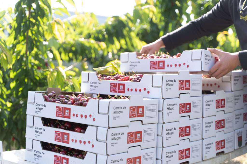La marca colectiva ‘CEREZA DE MILAGRO’ crece y suma ya 19 productores en Navarra