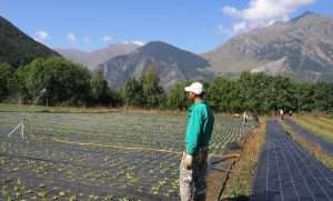La Superficie De Agricultura Ecologica En La Ue Sigue Aumentando