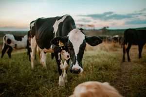 Martes, 16 de julio de 2024 2 Agricultura Convoca Ayudas Para Compensar Las Dificultades En La Recogida De Leche De Vacuno Ovino Y Caprino