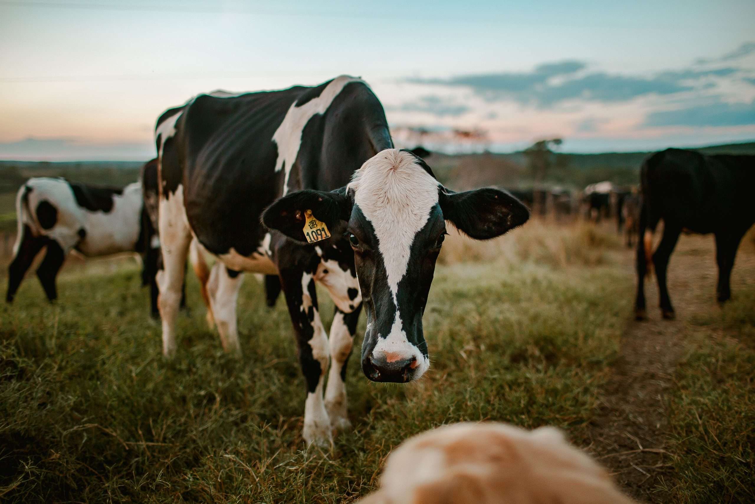 Agricultura convoca ayudas para compensar las dificultades en la recogida de leche de vacuno, ovino y caprino