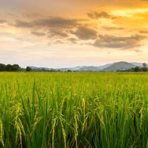 El Gobierno Vasco Impulsa Con 12 Millones De Euros El Cooperativismo Agroalimentario Consejo De Gobierno 16 07 2024