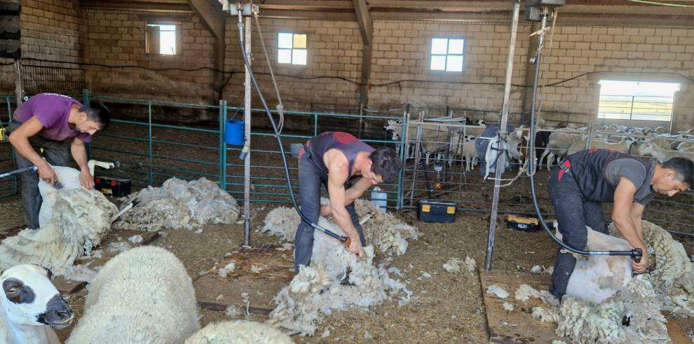 El Gobierno de Aragón recogerá gratuitamente la lana de los ganaderos de ovino para su gestión como fertilizante