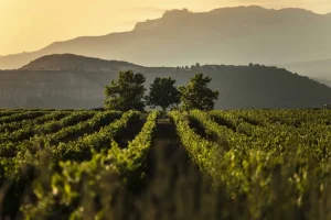 La Rioja Convoca Ayudas Para Destilar 185 Millones De Litros De Vino Excedentarios Y Destina 158 Millones De Euros