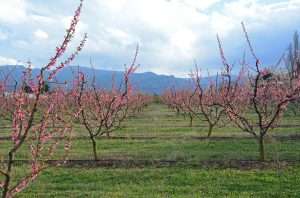 Viernes, 30 de agosto de 2024 8 Un Total De 115 Agricultores Y Entidades Asociativas Recibirán Subvenciones Por Importe De 3,8 Millones De Euros Para La Modernización Y Mejora De Las Explotaciones Agrarias En 2024