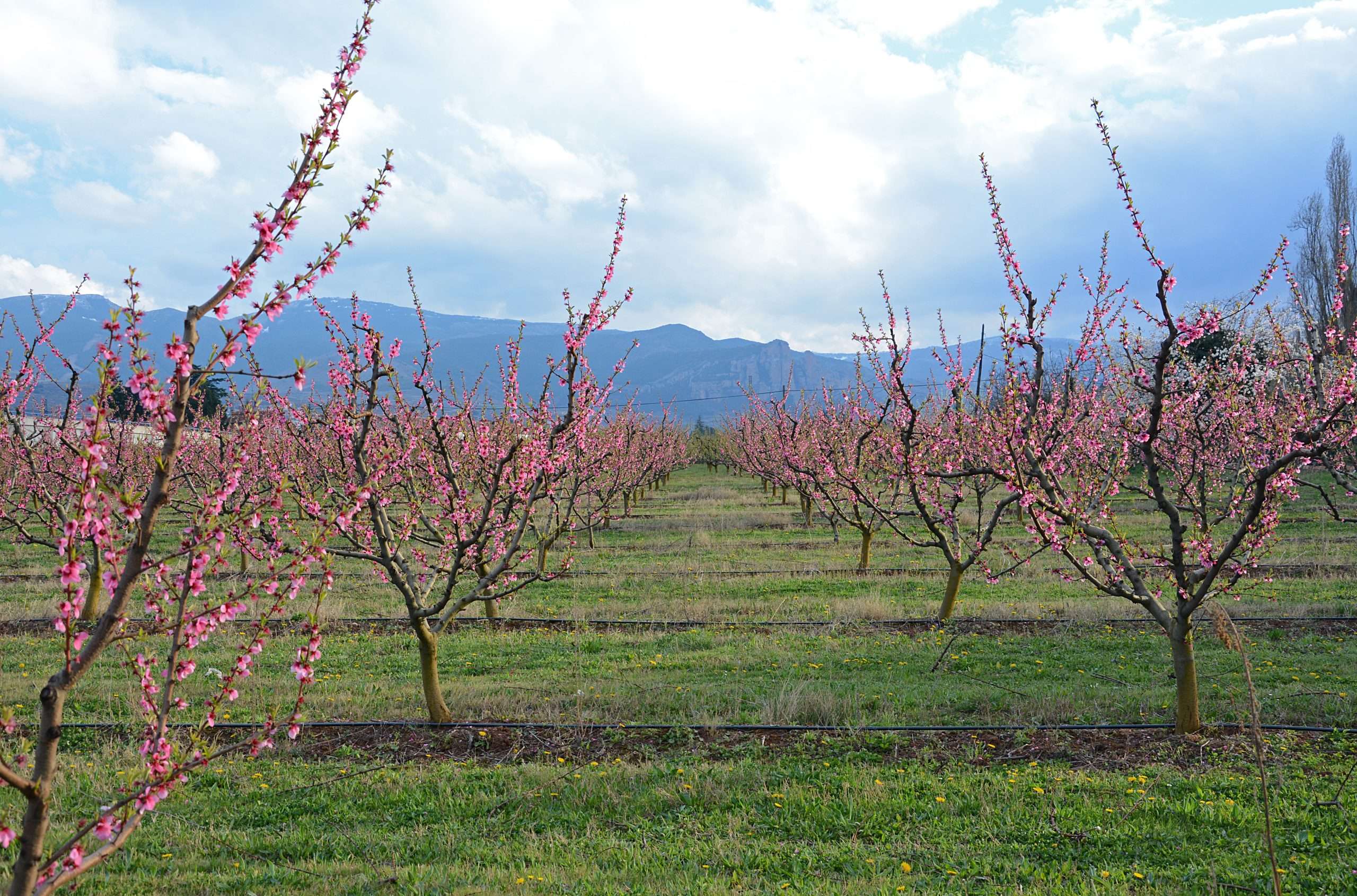Un total de 115 agricultores y entidades asociativas recibirán subvenciones por importe de 3,8 millones de euros para la modernización y mejora de las explotaciones agrarias en 2024