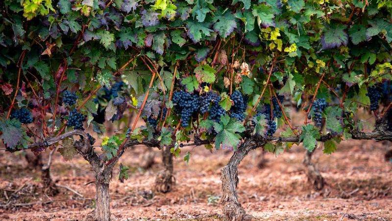 El Gobierno de La Rioja trabaja en la elaboración de un documento consensuado con las OPA para solicitarle al MAPA una modificación de calado en la Ley de la Cadena Alimentaria