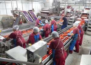Miércoles, 18 de septiembre de 2024 8 El Tomate, A Pleno Rendimiento En Navarra