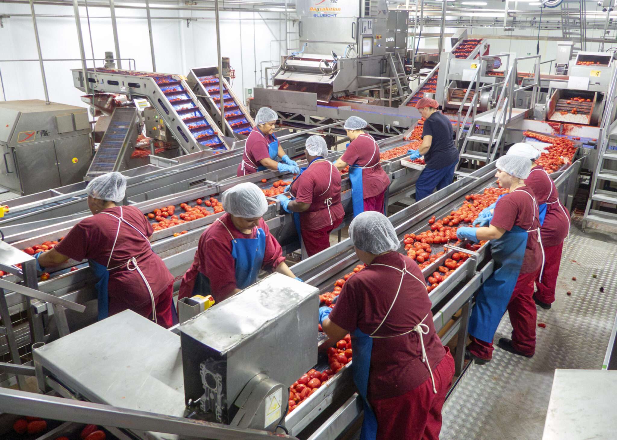 El tomate, a pleno rendimiento en Navarra