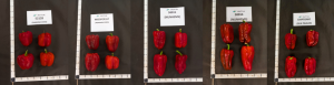 Lunes, 30 de septiembre de 2024 10 Intia Analiza Las Variedades De Pimiento De Carne Gruesa