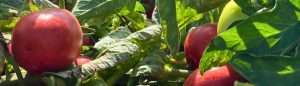 La Campaña De Hortícolas En Navarra Registra Un Récord De Superficie En Tomate De Industria