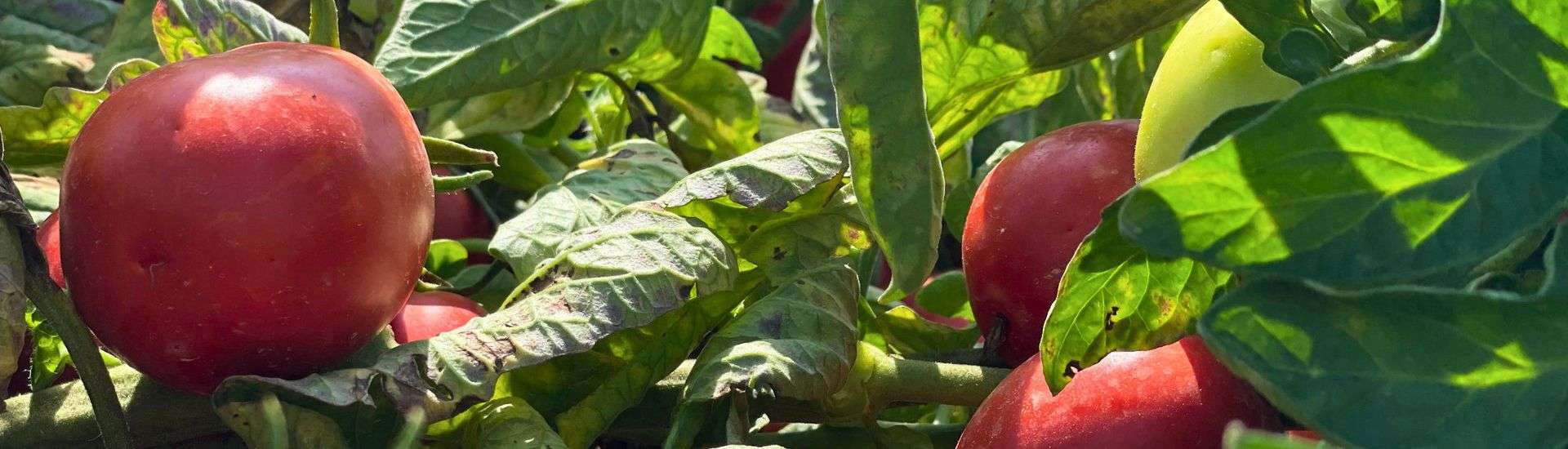La campaña de hortícolas en Navarra registra un récord de superficie en tomate de industria
