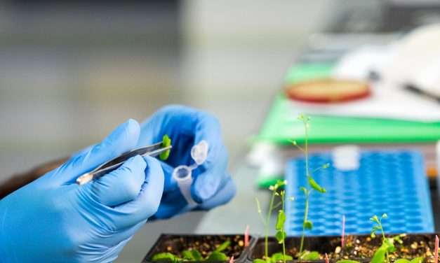 España entra en el sistema europeo de bancos de recursos fitogenéticos agrícolas