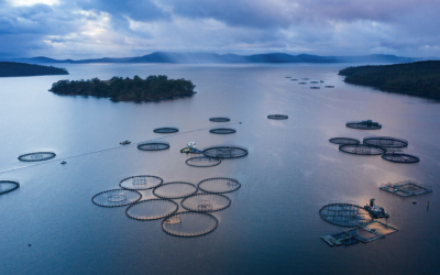 Global Salmon Initiative muestra los avances en desempeño medioambiental y social de sus empresas miembro en su nuevo “Informe de Sostenibilidad 2025“