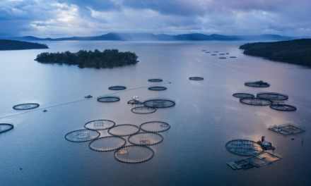 Global Salmon Initiative muestra los avances en desempeño medioambiental y social de sus empresas miembro en su nuevo “Informe de Sostenibilidad 2025“