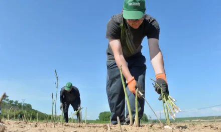 El programa Cultiva 2026 abre el plazo de solicitudes para jóvenes agricultores