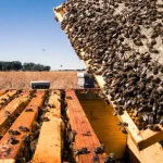 La invención agro no para: de descontaminar fruta, a la lucha de plagas o trashumar abejas