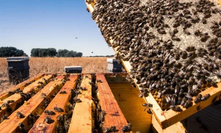 La invención agro no para: de descontaminar fruta, a la lucha de plagas o trashumar abejas